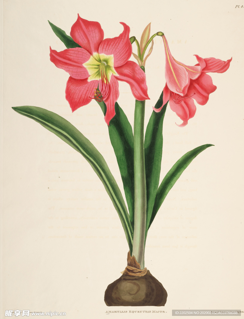 手绘插画 花卉装饰画 花草图谱