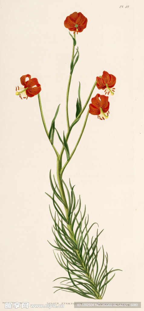 手绘插画 花卉装饰画 花草图谱