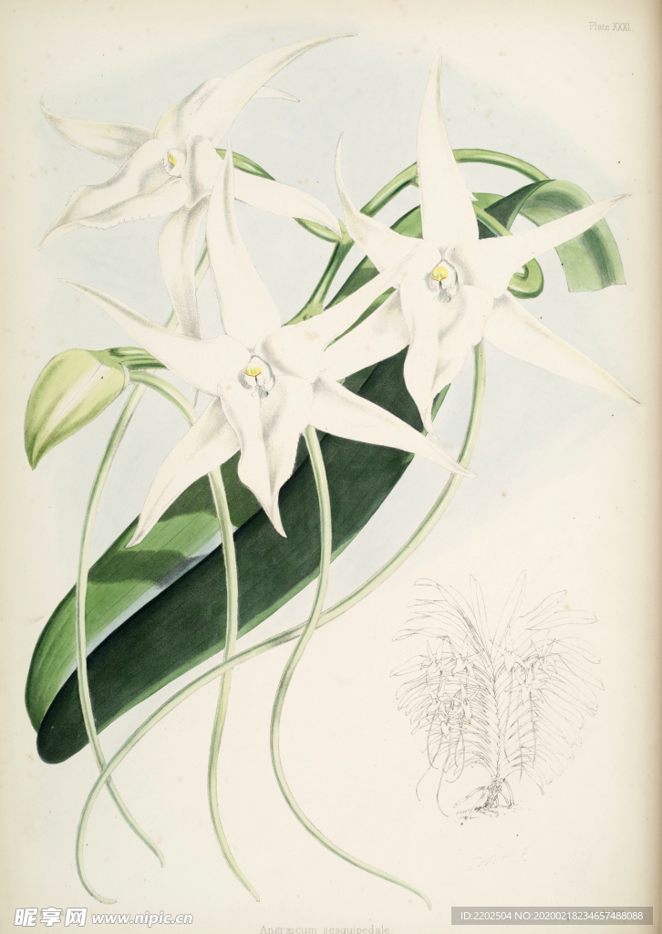 手绘插画 花卉装饰画 花草图谱