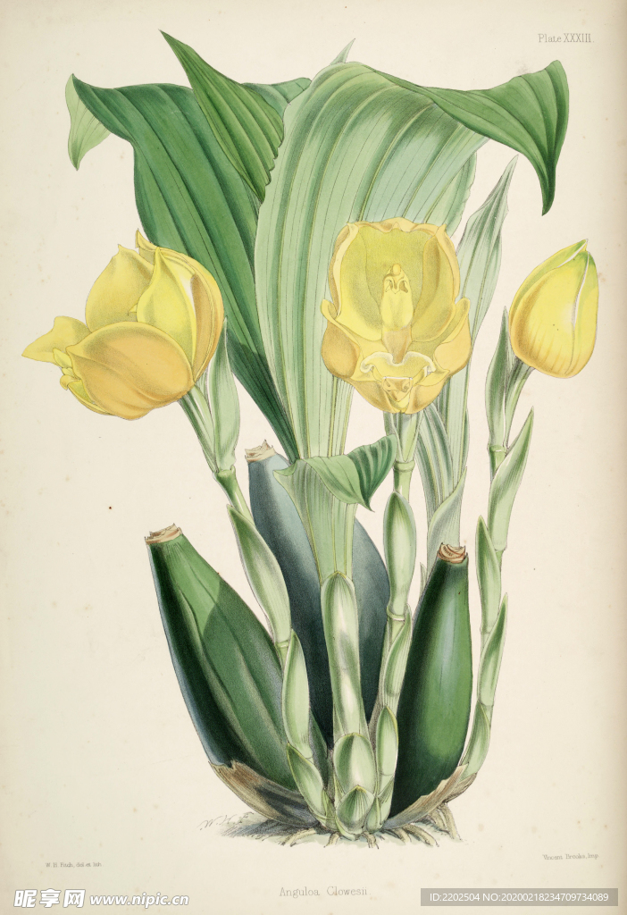 手绘插画 花卉装饰画 花草图谱