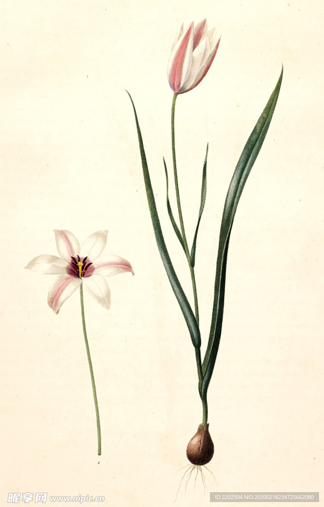 手绘插画 花卉装饰画 花草图谱