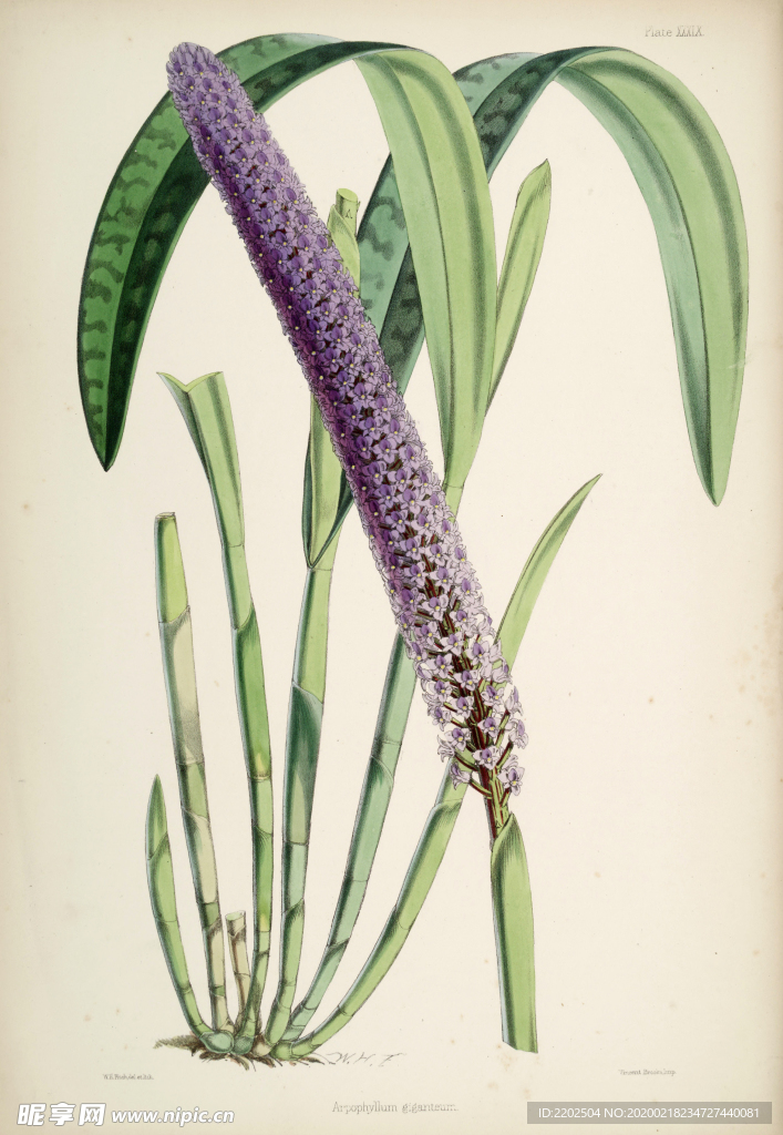 手绘插画 花卉装饰画 花草图谱