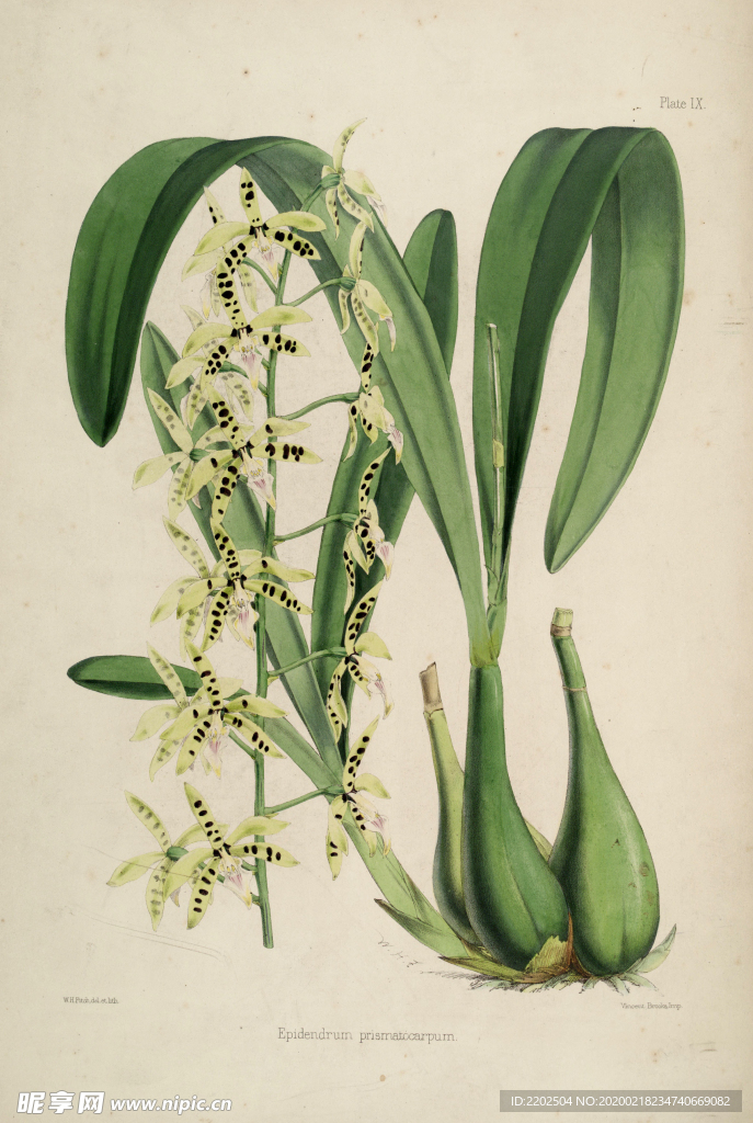 手绘插画 花卉装饰画 花草图谱