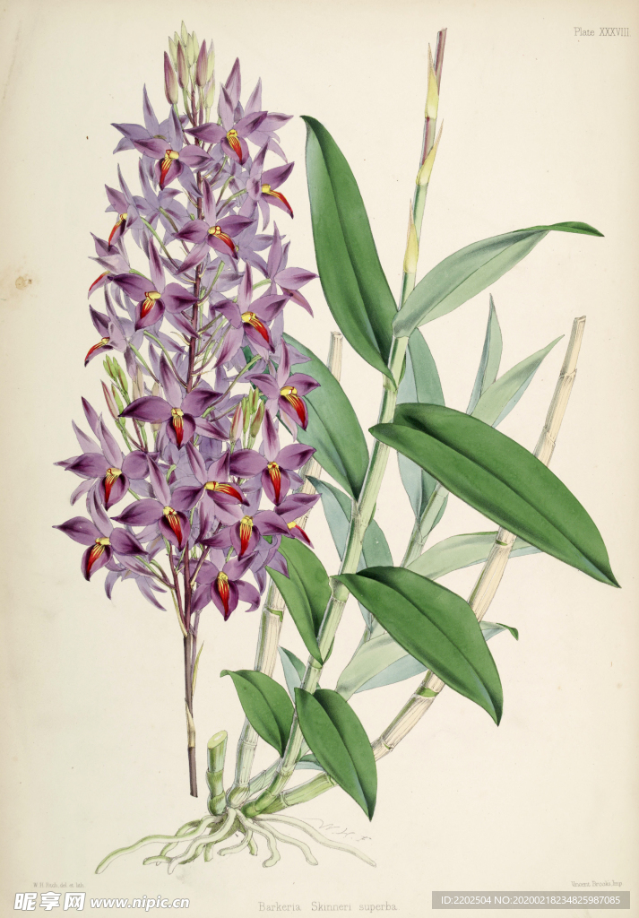 手绘插画 花卉装饰画 花草图谱