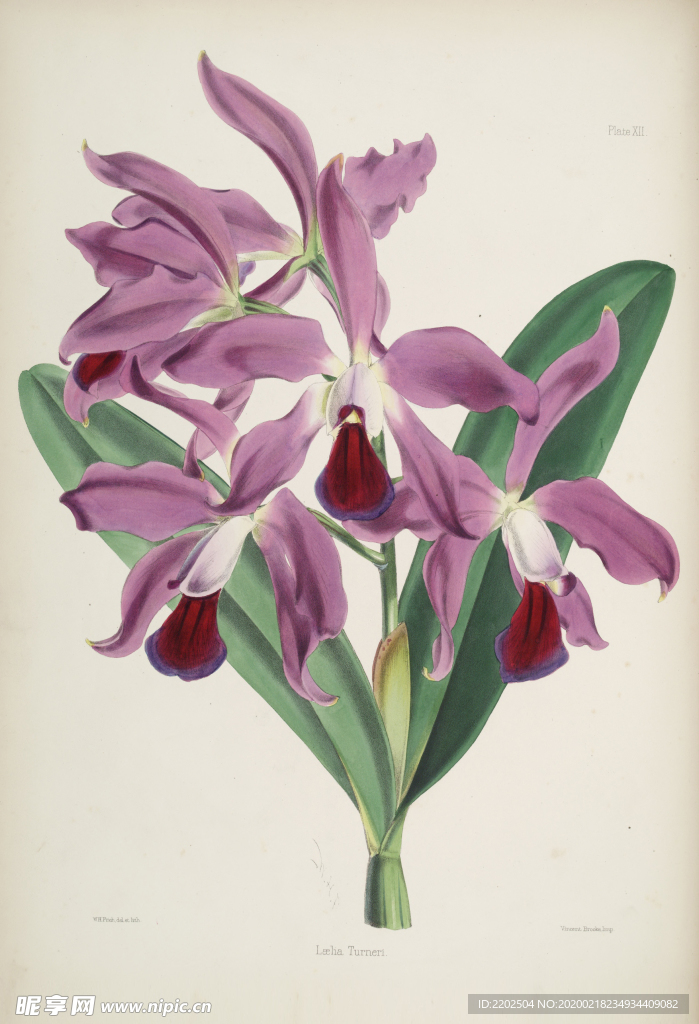 手绘插画 花卉装饰画 花草图谱