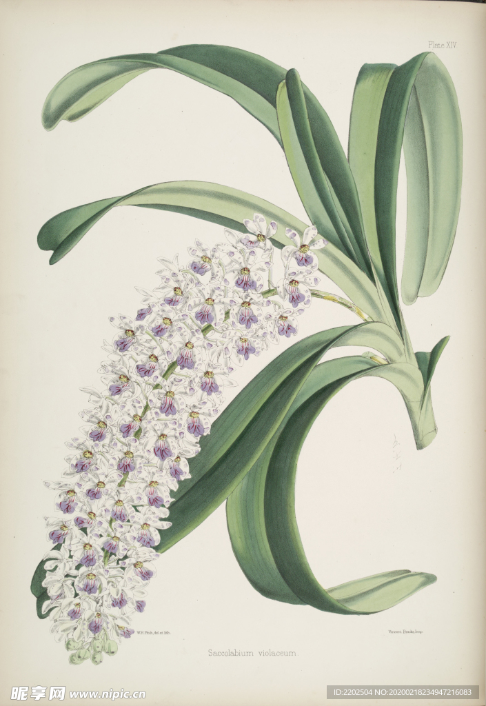 手绘插画 花卉装饰画 花草图谱