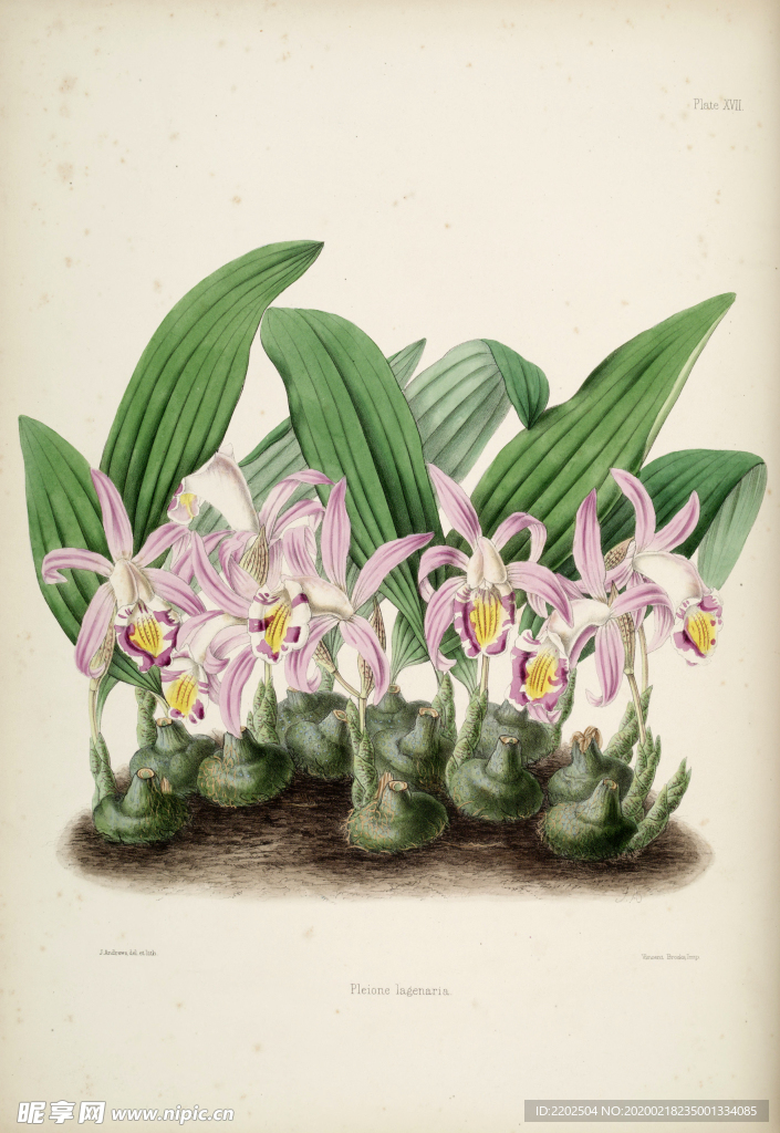 手绘插画 花卉装饰画 花草图谱