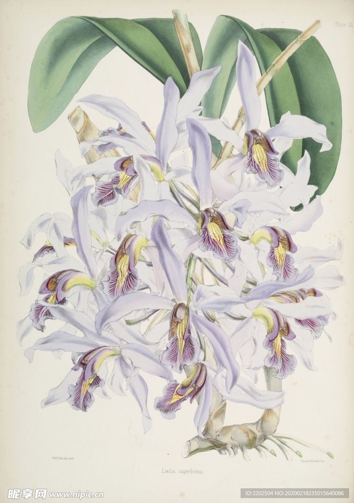 手绘插画 花卉装饰画 花草图谱