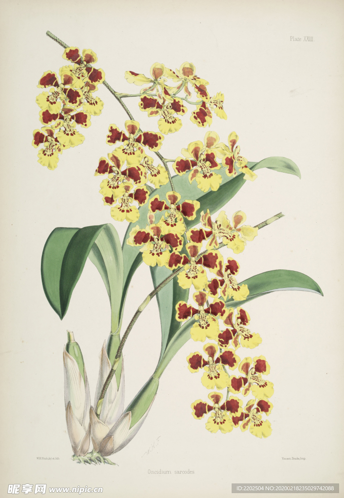 手绘插画 花卉装饰画 花草图谱