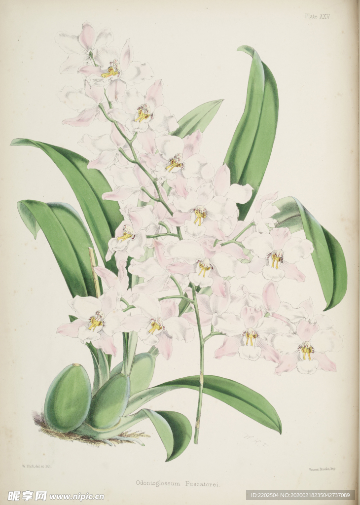 手绘插画 花卉装饰画 花草图谱