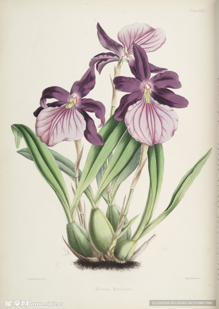 手绘插画 花卉装饰画 花草图谱