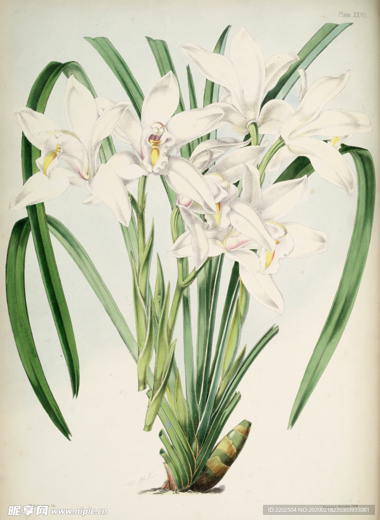 手绘插画 花卉装饰画 花草图谱