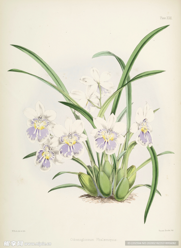 手绘插画 花卉装饰画 花草图谱