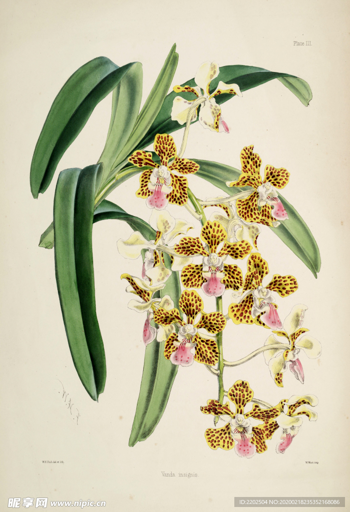 手绘插画 花卉装饰画 花草图谱