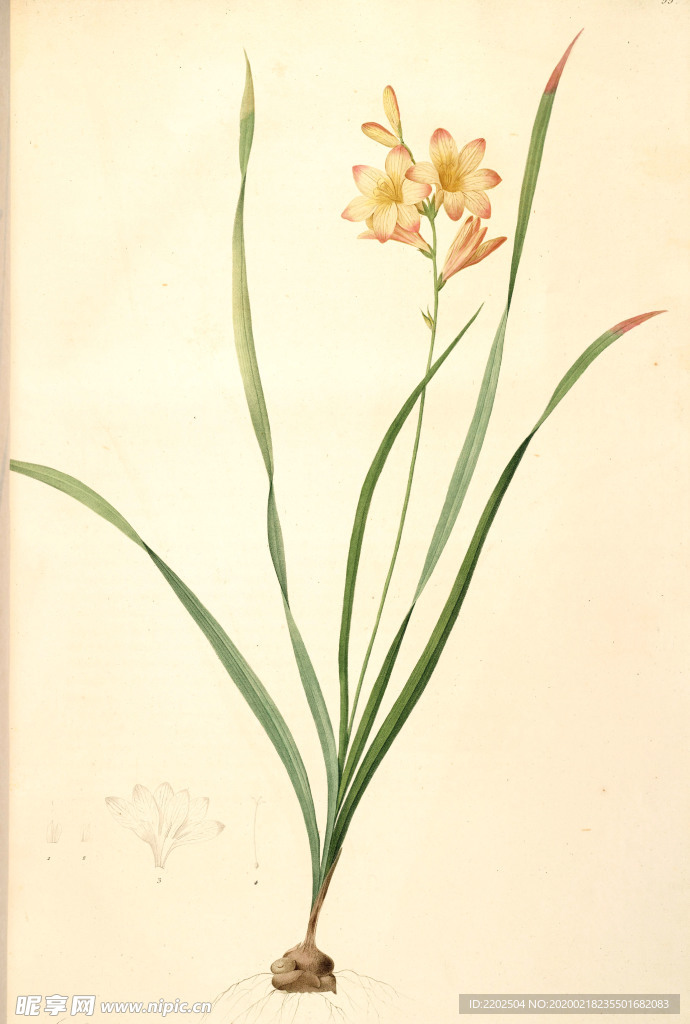 手绘插画 花卉装饰画 花草图谱