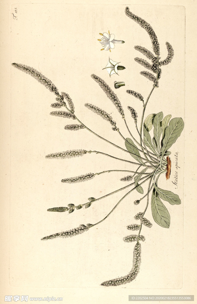 手绘插画 花卉装饰画 花草图谱