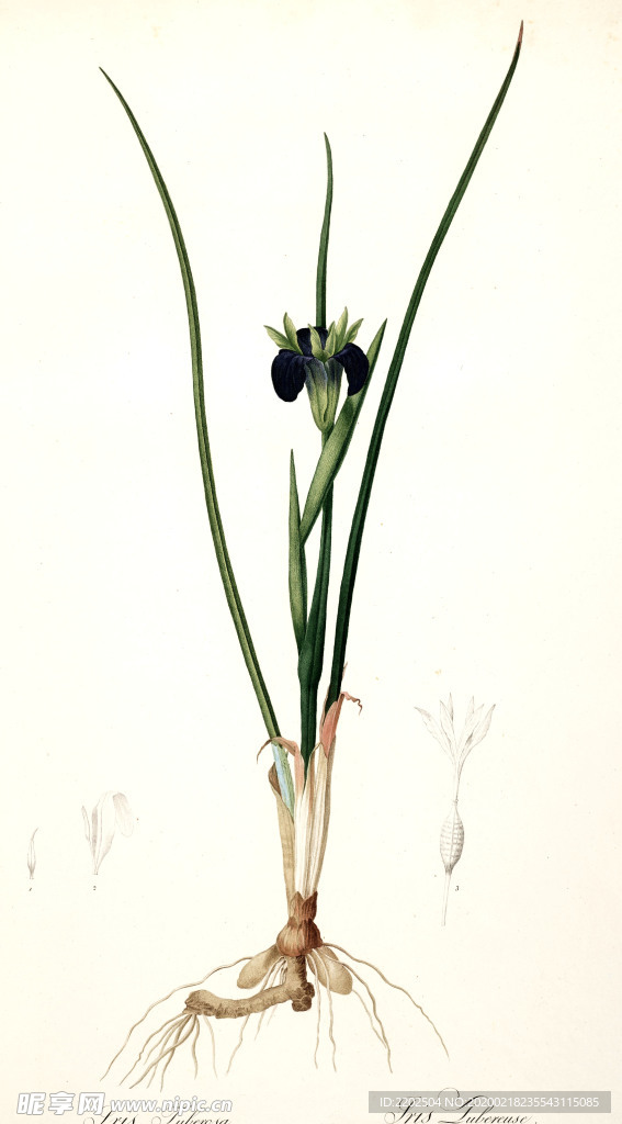 手绘插画 花卉装饰画 花草图谱