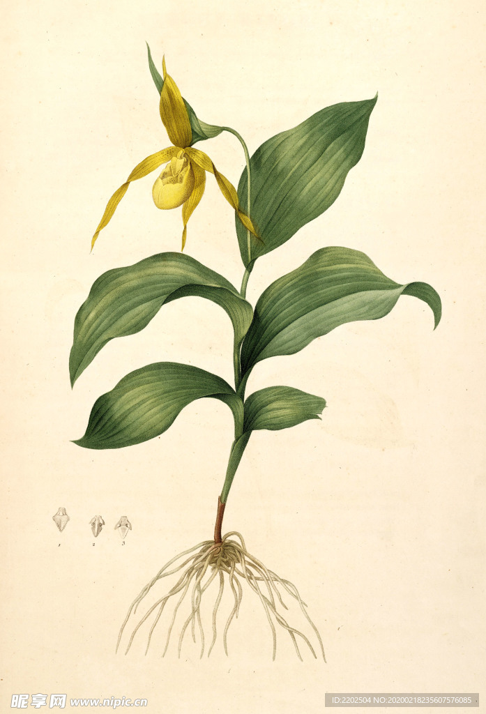 手绘插画 花卉装饰画 花草图谱