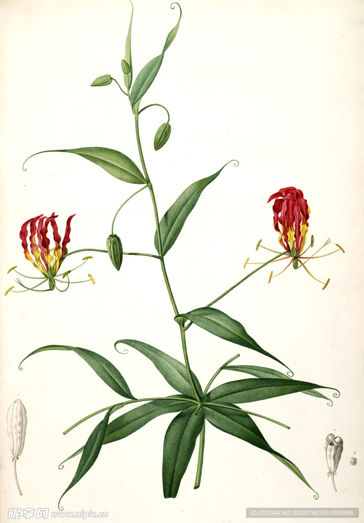 手绘插画 花卉装饰画 花草图谱