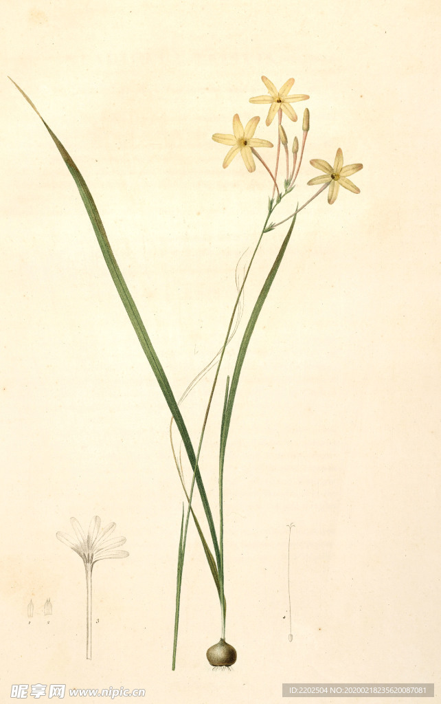 手绘插画 花卉装饰画 花草图谱