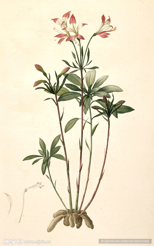 手绘插画 花卉装饰画 花草图谱