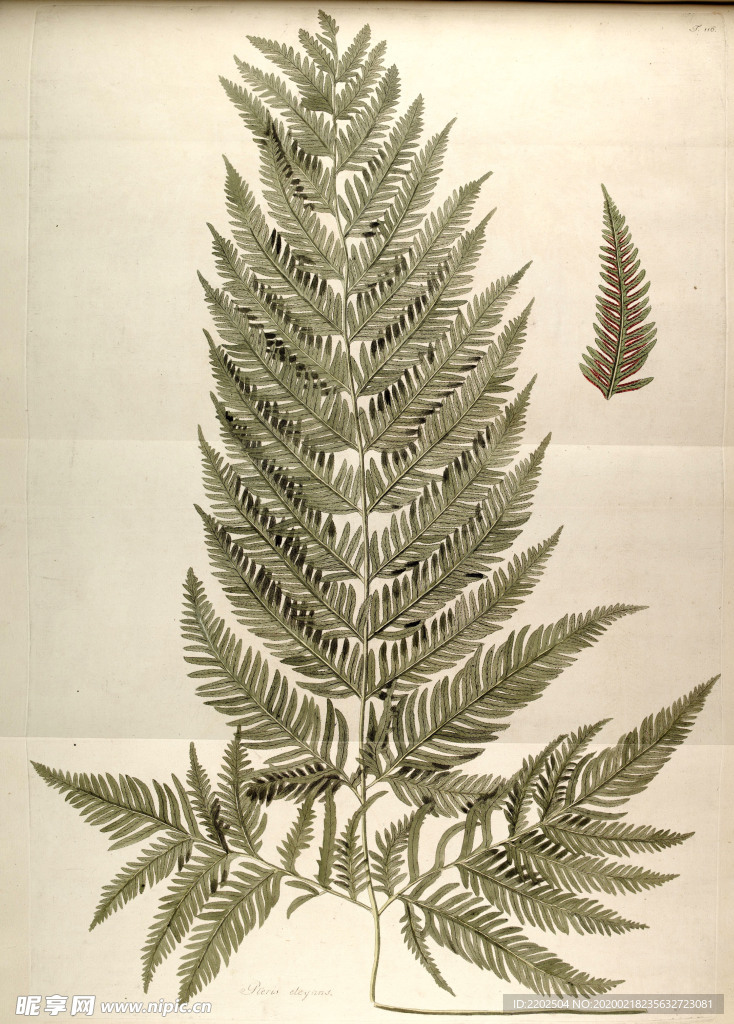 手绘插画 花卉装饰画 花草图谱