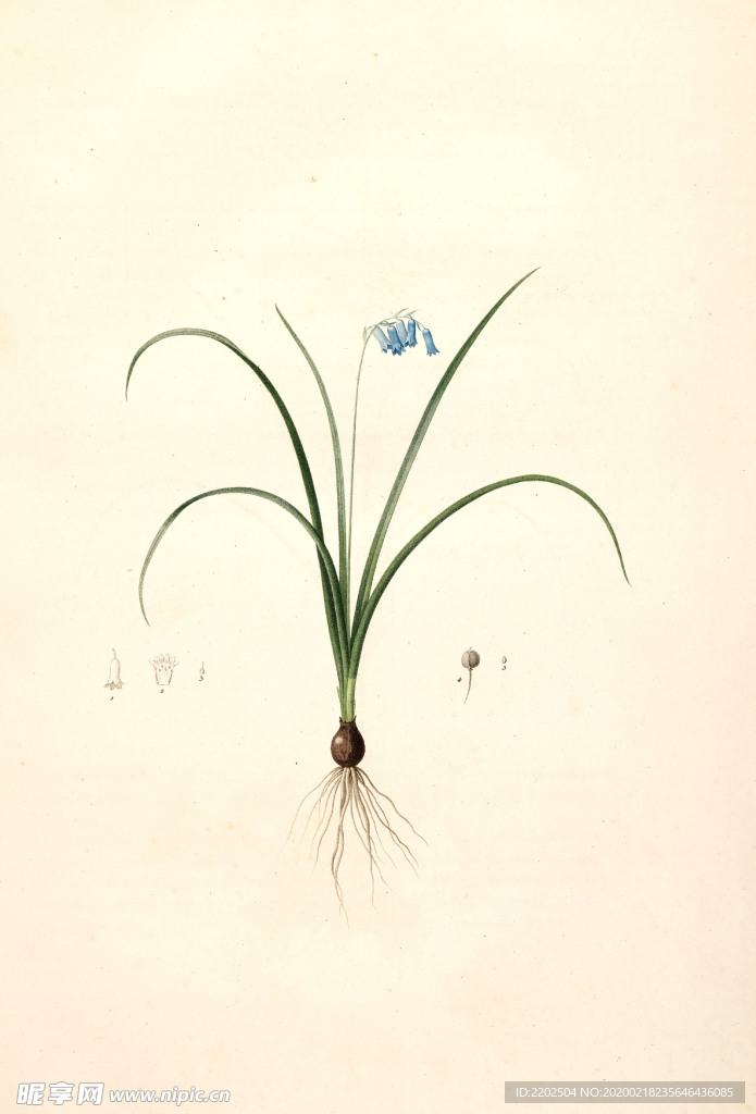 手绘插画 花卉装饰画 花草图谱