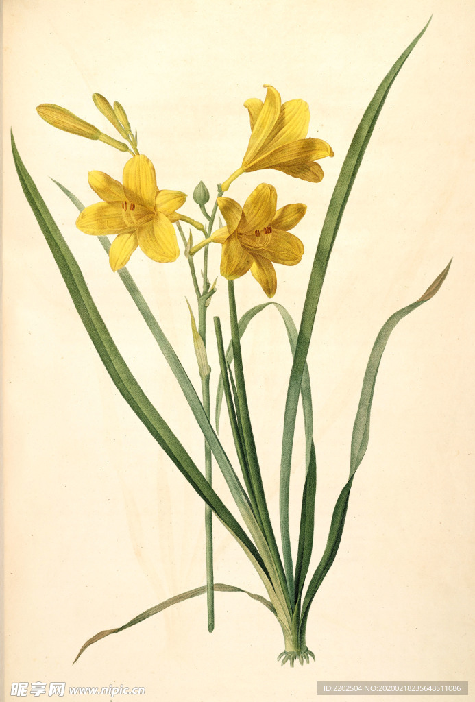 手绘插画 花卉装饰画 花草图谱