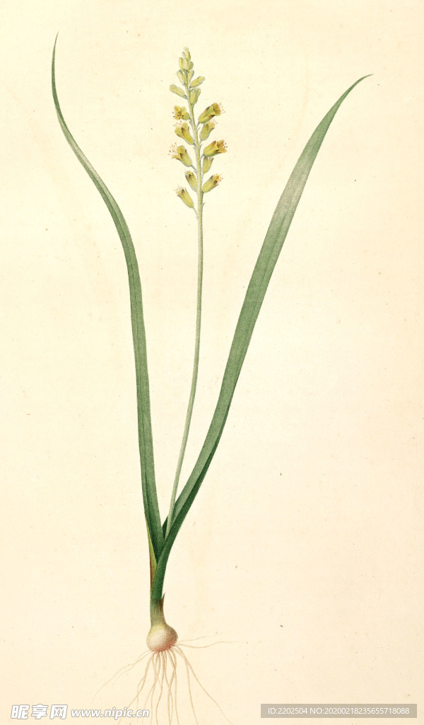 手绘插画 花卉装饰画 花草图谱