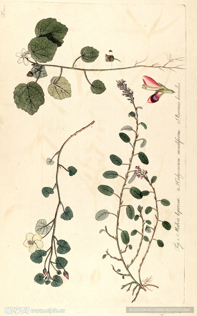 手绘插画 花卉装饰画 花草图谱