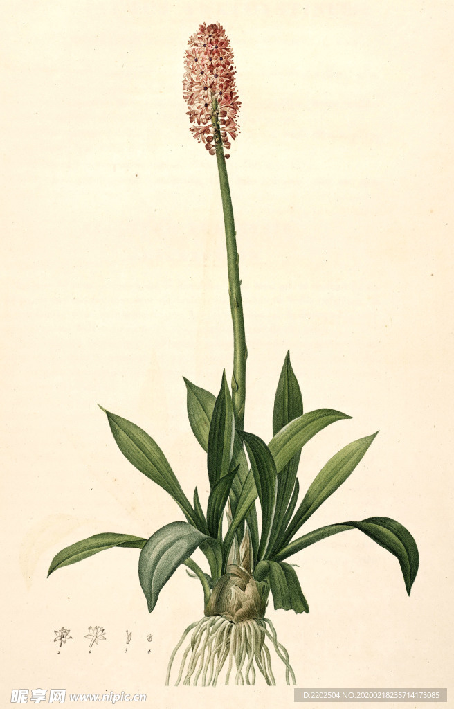 手绘插画花卉装饰画兰花草图谱