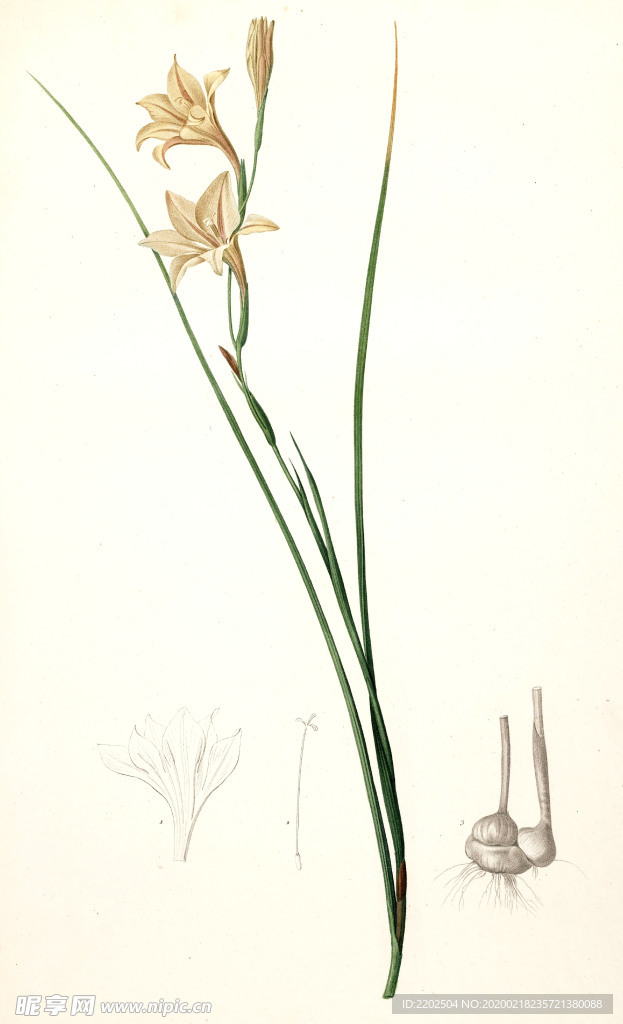 手绘插画 花卉装饰画 花草图谱