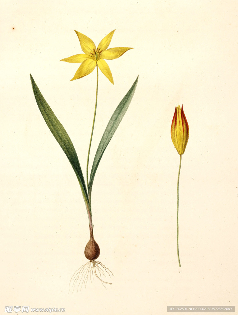 手绘插画 花卉装饰画 花草图谱