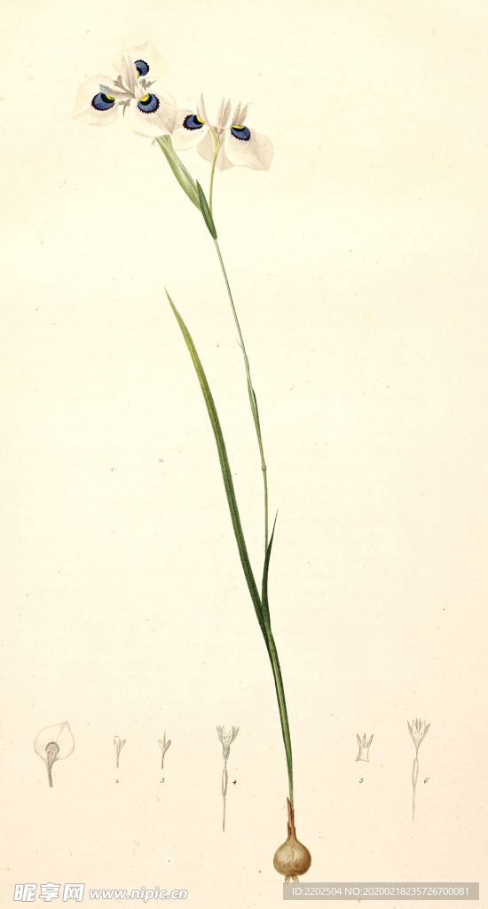 兰手绘插画花卉装饰画花草图谱