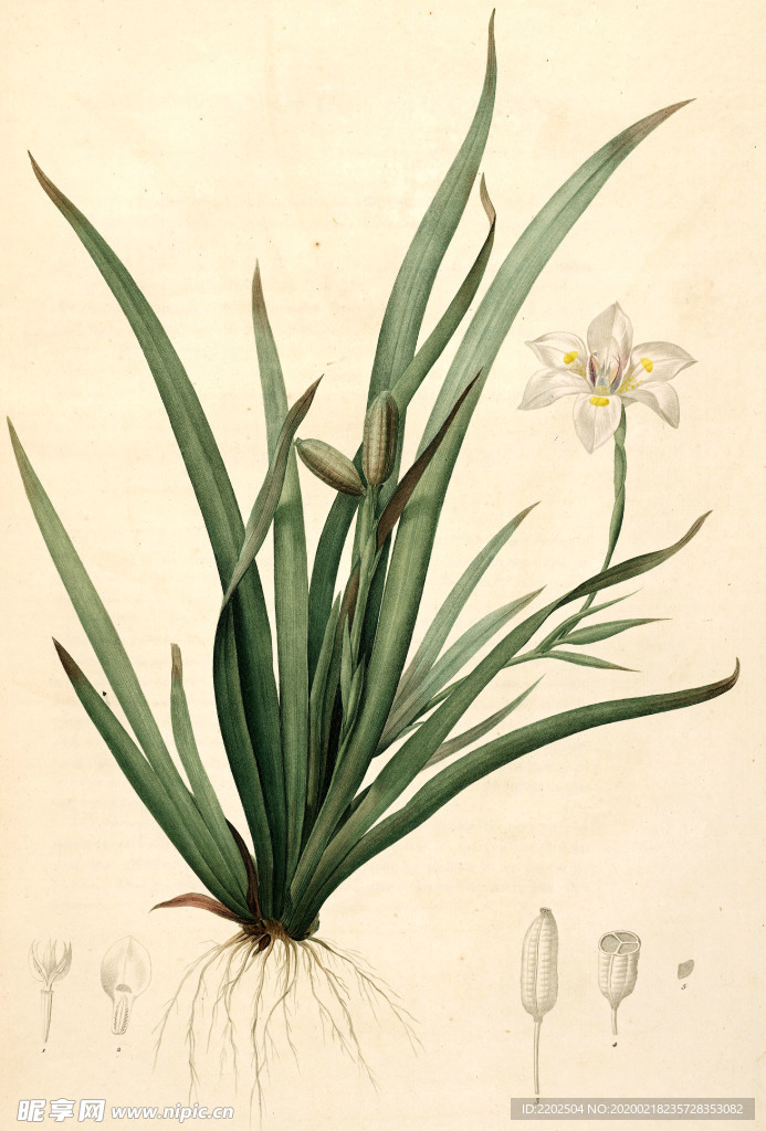 手绘插画 花卉装饰画 花草图谱