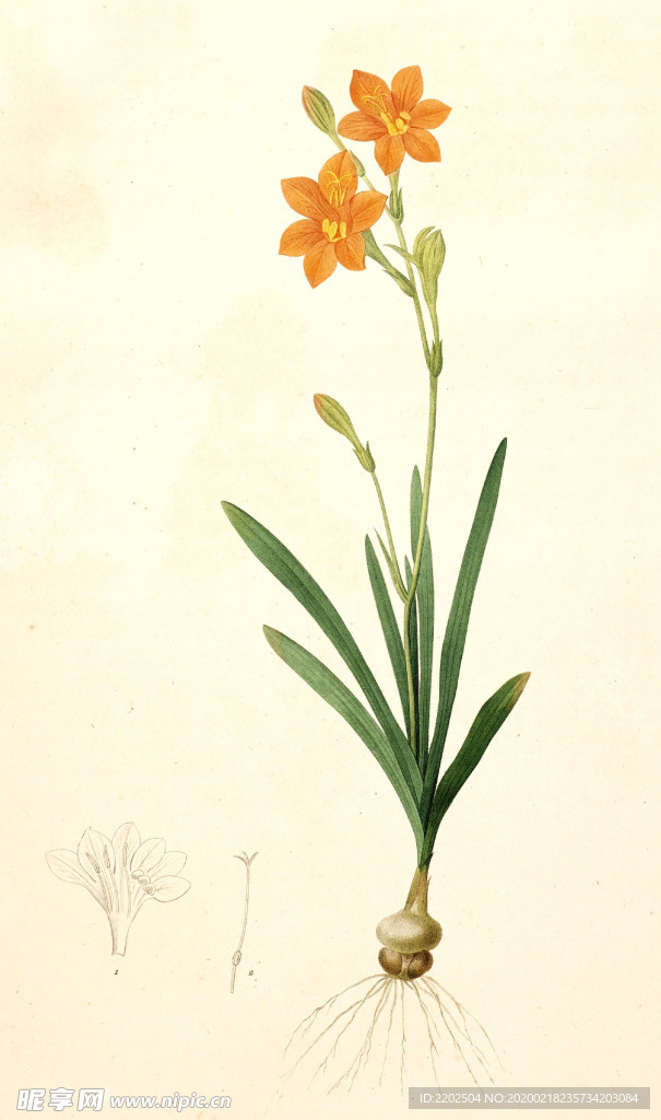 手绘插画 花卉装饰画 花草图谱