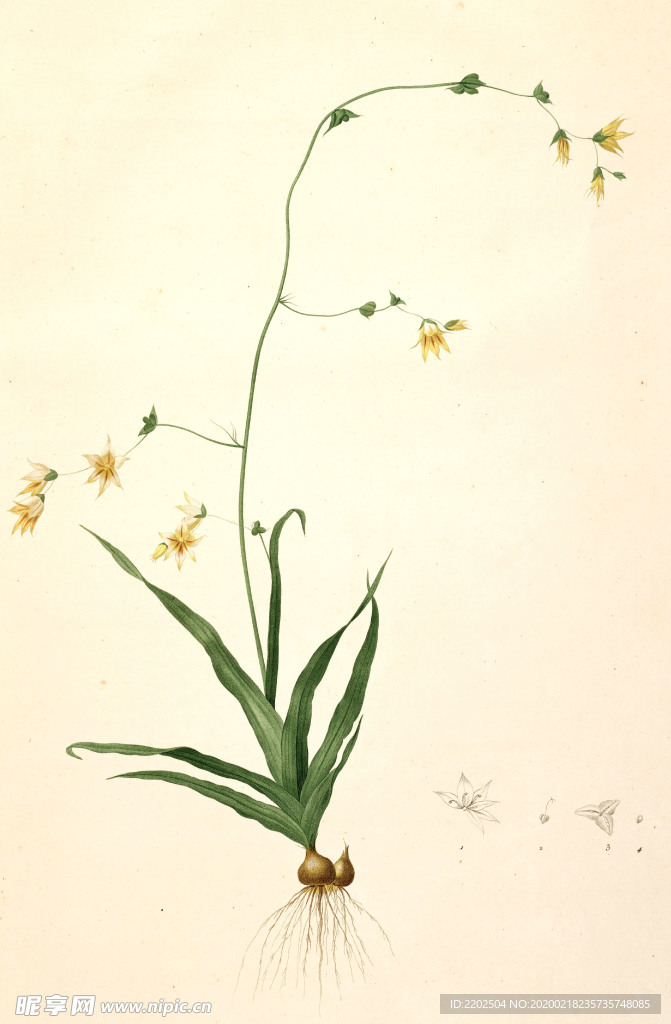 手绘插画 花卉装饰画 花草图谱