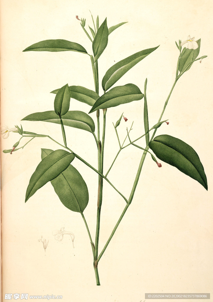 手绘插画 花卉装饰画 花草图谱