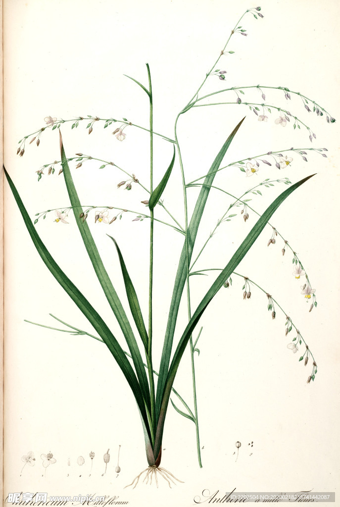 手绘插画 花卉装饰画 花草图谱