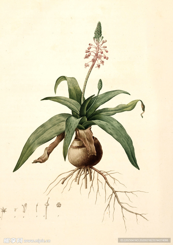 手绘插画 花卉装饰画 花草图谱