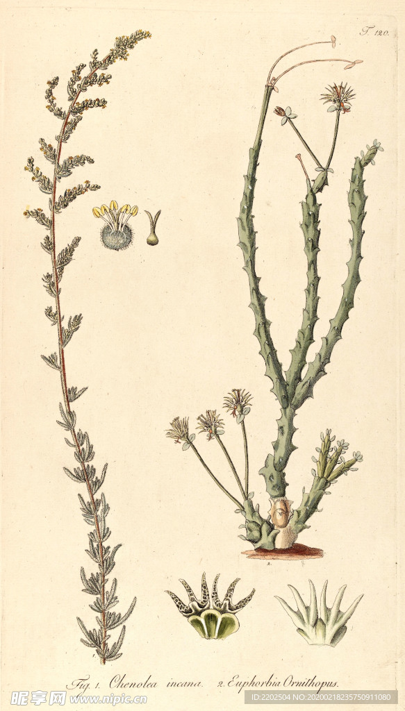 手绘插画 花卉装饰画 花草图谱