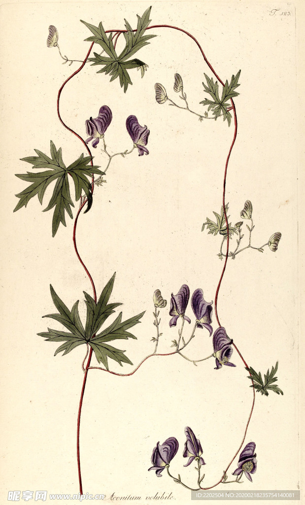 手绘插画 花卉装饰画 花草图谱