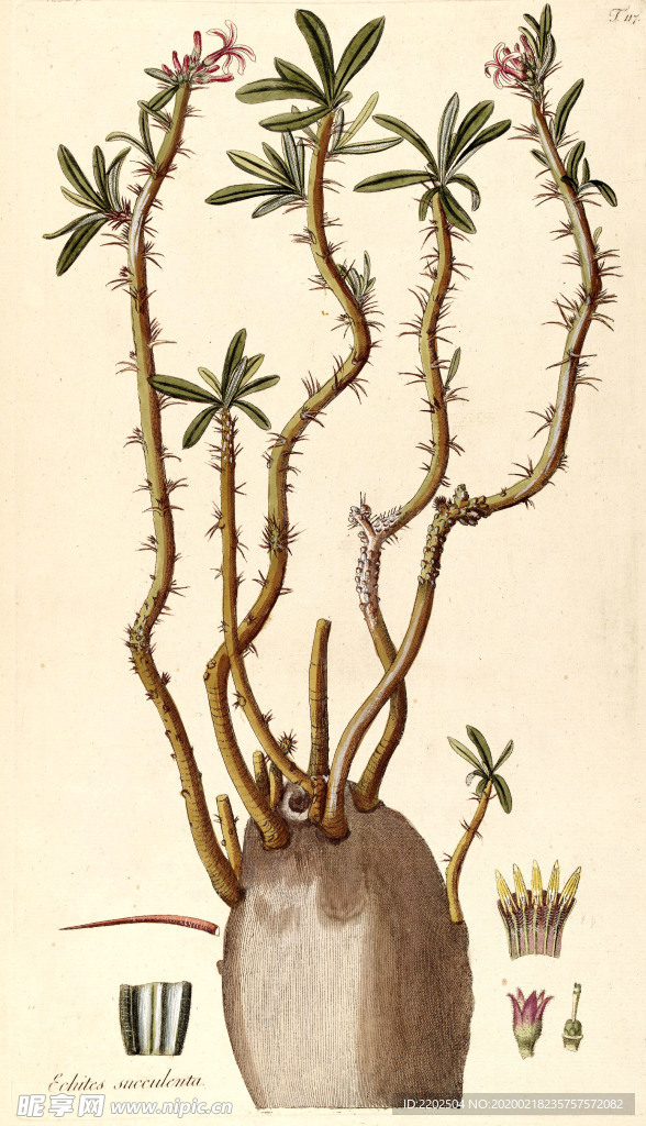 手绘插画 花卉装饰画 花草图谱