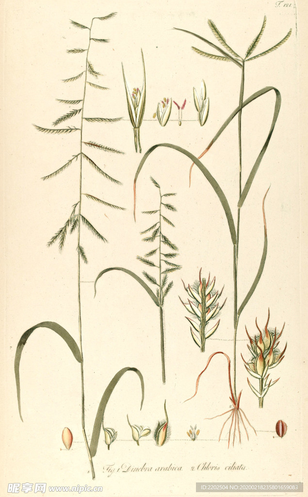 手绘插画 花卉装饰画 花草图谱