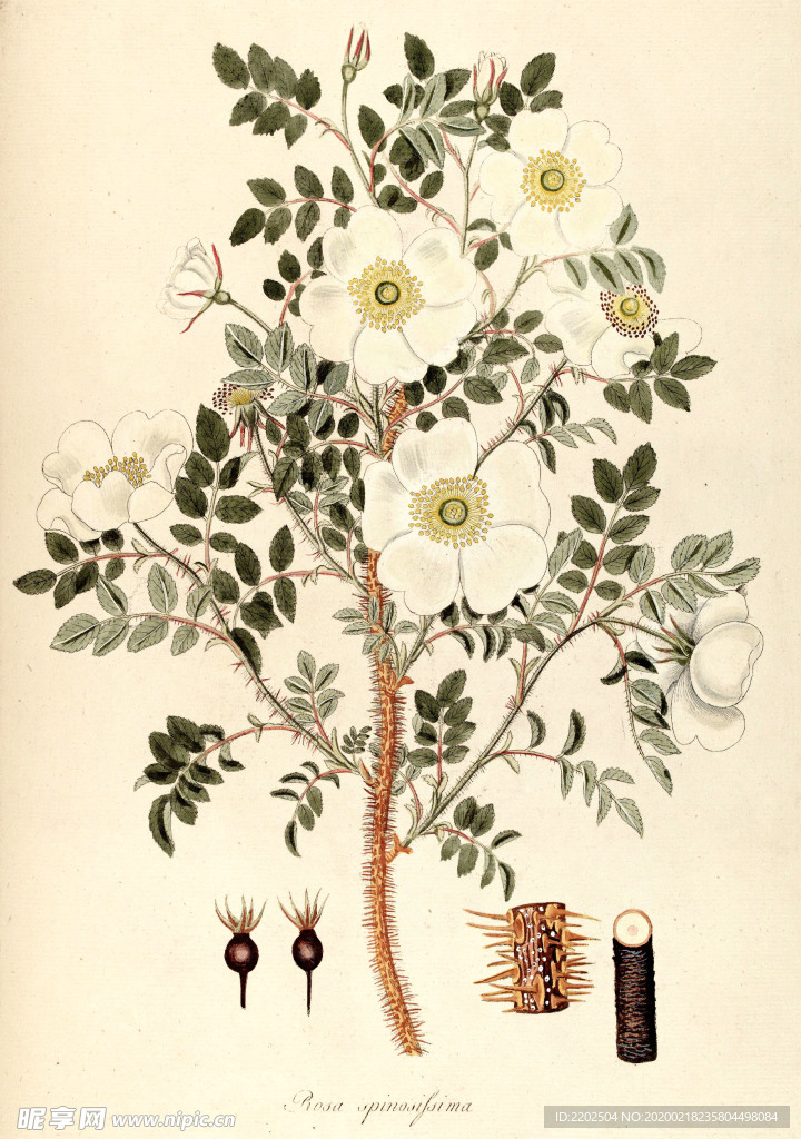 手绘插画 花卉装饰画 花草图谱