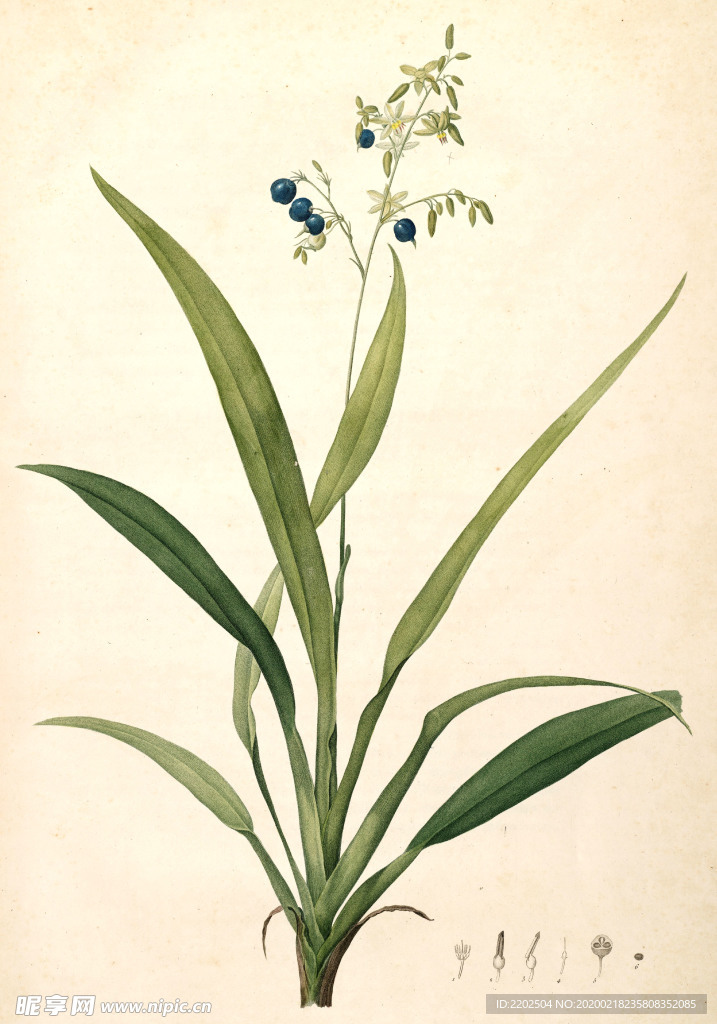 手绘插画 花卉装饰画 花草图谱