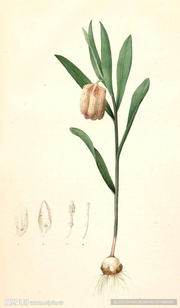 手绘插画 花卉装饰画 花草图谱