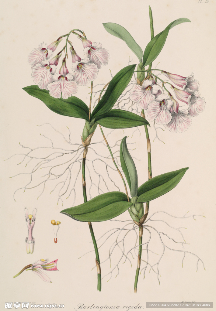 手绘插画 花卉装饰画 花草图谱