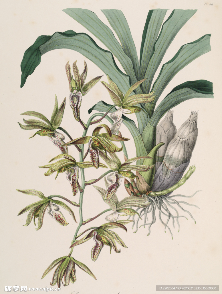 手绘插画 花卉装饰画 花草图谱