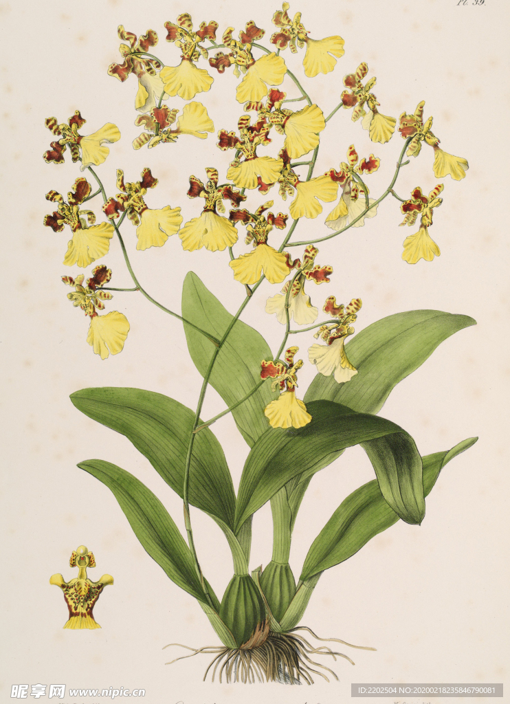 手绘插画 花卉装饰画 花草图谱